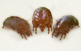 Clasificación de las Enfermedades