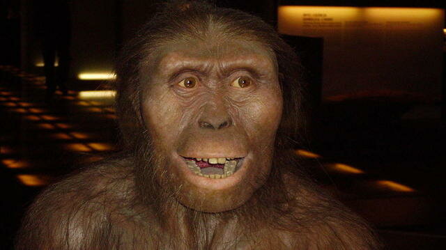 Descubrimiento de Lucy, Australopithecus afarensis.