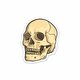 The anatomical skull sticker