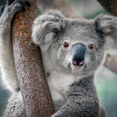 Timeline: koala