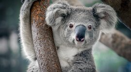 Timeline: koala