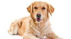 Timeline: Golden Retriever