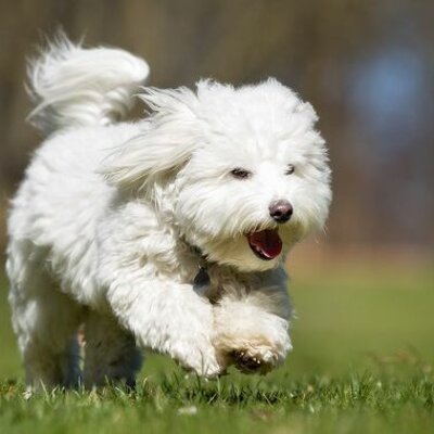 Timeline: Coton de tulear