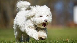 Timeline: Coton de tulear