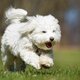 Coton de tulear primary