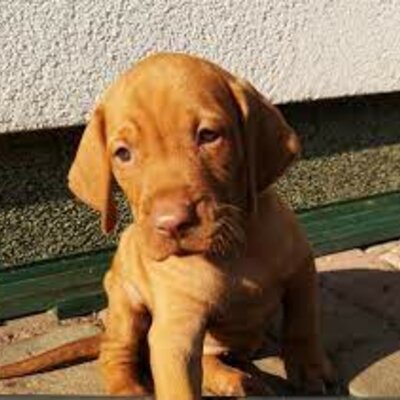Timeline: vizsla