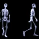 Slow motion radiography animation of a human skelegon walking