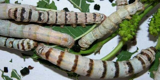 PUBLICACIÓN DE LOS PRIMEROS ESTUDIOS SOBRE LA FERMENTACIÓN