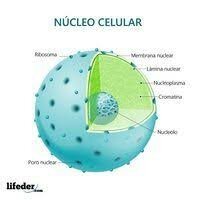 NUCLEO CELULAR