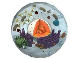 Schultze (1825-1874)