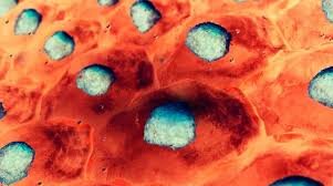 Van Beneden (1846-1910)