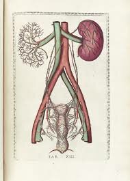 Bartolomeo Eustachio