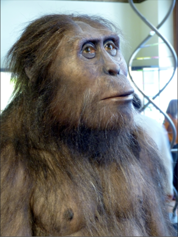 Australopithecus Afarensis