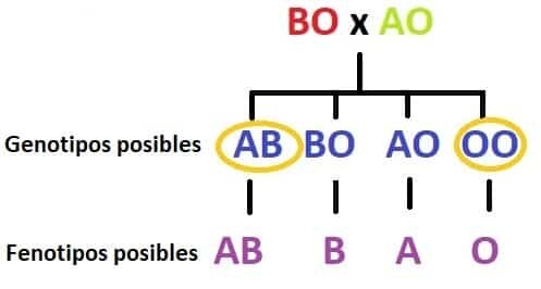 Von Dungern y L. Hirszfeld descubren que la herencia de los grupos sanguíneos sigue las leyes de Mendel con un patrón dominante para los tipos A y B.