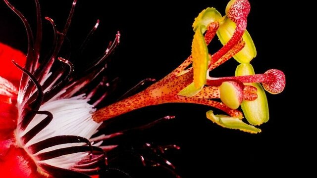 Schleiden y la Botánica