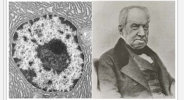 R. Brown descubre el núcleo de células vegetales