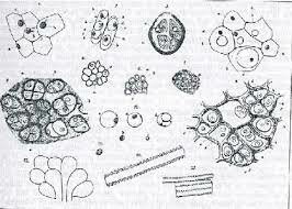 Schwann y las investigaciones microscópicas