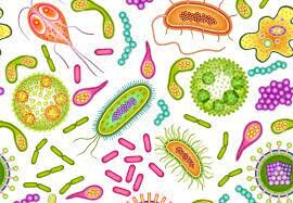 Virchow y su afirmación de la proveniencia de la célula