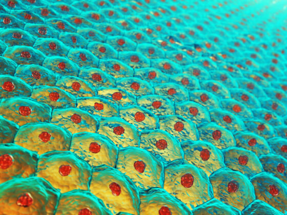 Células madres a partir de las células de la piel