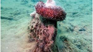 Arhaikum ehk ürgeoon