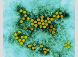 Microbiólogos logran producir el primer virus de polio desde cero.