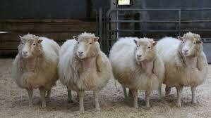 Científicos irlandeses clonan a la primera oveja llamada Dolly.