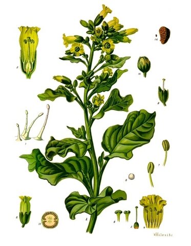 Tabaco Indio (nicotina rustica)