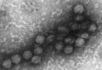 Primera prueba para detección del virus del Nilo