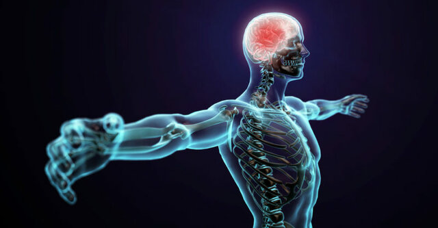 Descubrimientos sobre la estructura del sistema nervioso