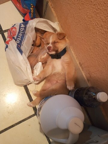 Di en adopción a perros.