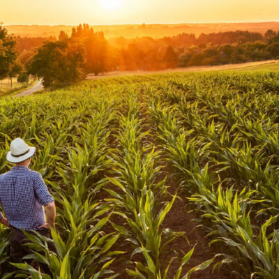 Timeline: Campo Mexicano