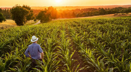 Timeline: Campo Mexicano