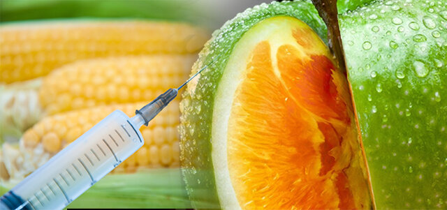 Alimentos transgénicos