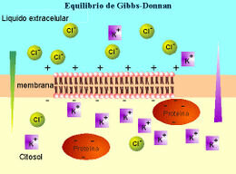 TEORIA DEL EQUILIBRIO DE GIBBS