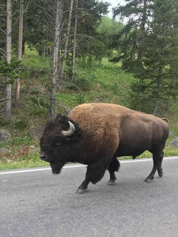 Yellowstone national park
