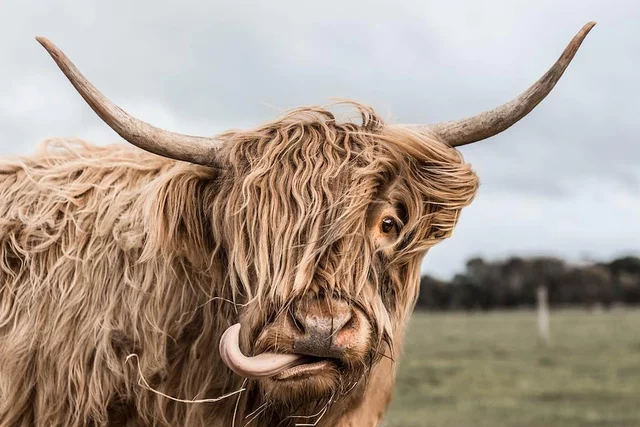 Most farm animals have been domesticated