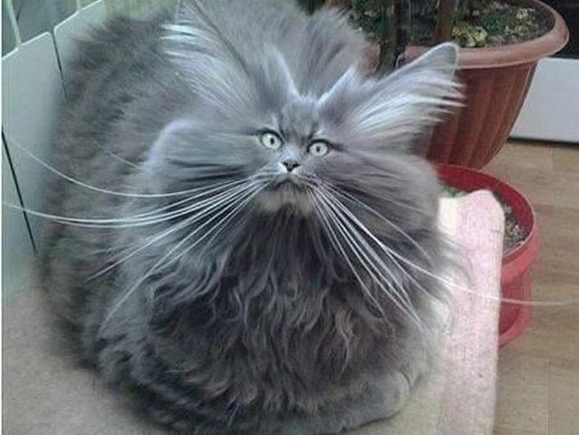 Arrivé de Chatouille