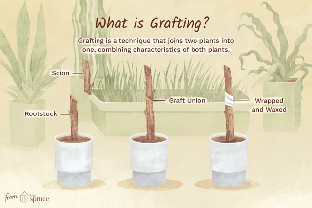 Grafting was invented