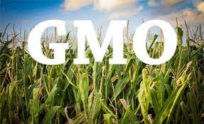 The billionth acre of genetically modified crops is planted