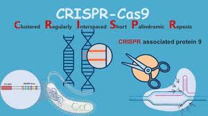 CRISPR is discovered, changing the gene editing landscape