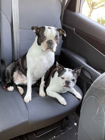 My new puppies were adopted