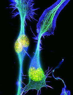 Aprendizaje Hebbiano