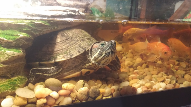 Getting my First Pet