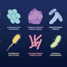 Clasificación de las bacterias