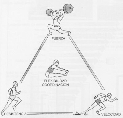 Enfoque Orgánico-funcional