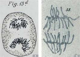 Animales y Vegetales