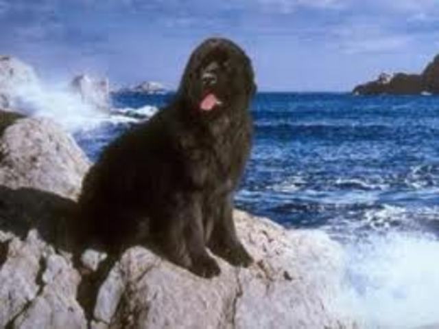 Colony of Newfoundland