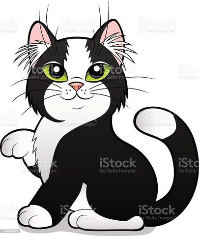 arrivé de  nos deux chats