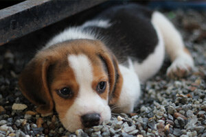 L'ariver de ma chienne