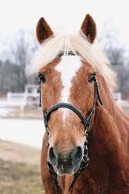 Premier cour d'équitation
